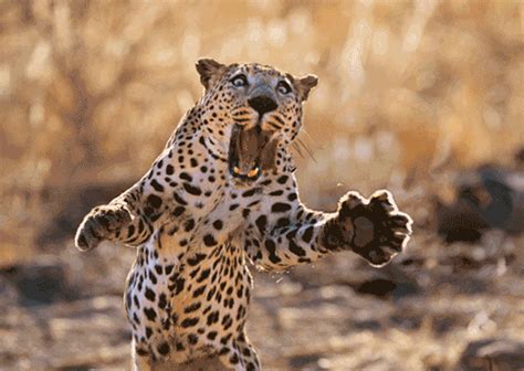 leopard gif